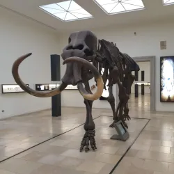 Halle State Museum of Prehistory (Landesmuseum für Vorgeschichte) - Halle