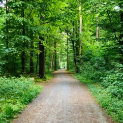 Eilenriede Forest - Hanover