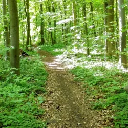 Eilenriede Forest - Hanover