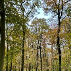 Eilenriede Forest - Hanover