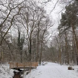 Eilenriede Forest - Hanover