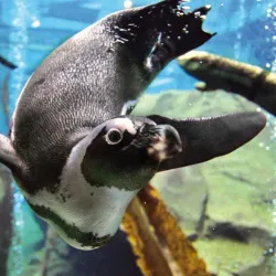 Hanover Zoo - Hanover