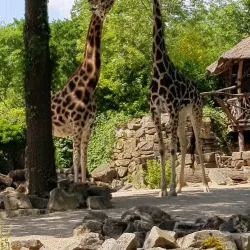 Hanover Zoo - Hanover