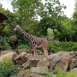 Hanover Zoo - Hanover