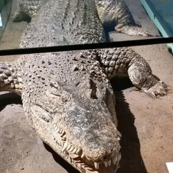 Lower Saxony State Museum (Niedersächsisches Landesmuseum) - Hanover