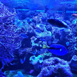 Lower Saxony State Museum (Niedersächsisches Landesmuseum) - Hanover