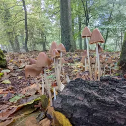 Heiligenberg - Heidelberg