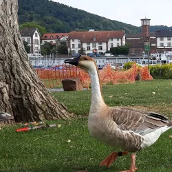 Neckarwiese - Heidelberg