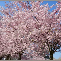 Herner Stadtgarten - Herne