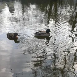 Wanne-Eickel City Park - Herne