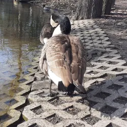 Wanne-Eickel City Park - Herne