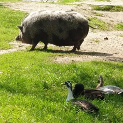 Franzensbad Park - Hof