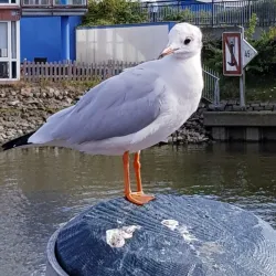 Husum Harbor - Husum