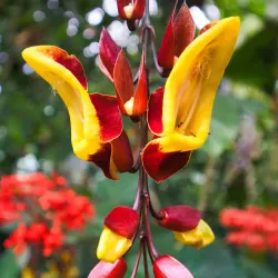 Jena Botanical Garden - Jena