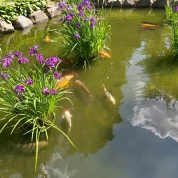 Japanese Garden (Japanischer Garten) - Kaiserslautern
