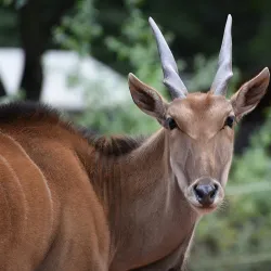 Kaiserslautern Zoo (Zoo Kaiserslautern) - Kaiserslautern