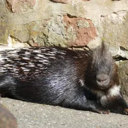 Kaiserslautern Zoo (Zoo Kaiserslautern) - Kaiserslautern