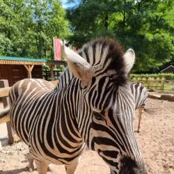 Kaiserslautern Zoo (Zoo Kaiserslautern) - Kaiserslautern