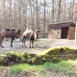 Kaiserslautern Zoo (Zoo Kaiserslautern) - Kaiserslautern