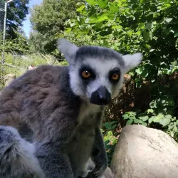 Kaiserslautern Zoo (Zoo Kaiserslautern) - Kaiserslautern