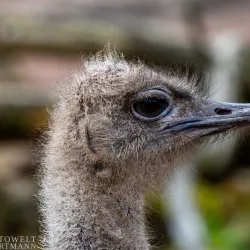 Kaiserslautern Zoo (Zoo Kaiserslautern) - Kaiserslautern