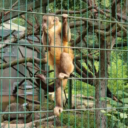 Kaiserslautern Zoo (Zoo Kaiserslautern) - Kaiserslautern