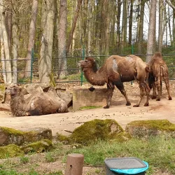 Kaiserslautern Zoo (Zoo Kaiserslautern) - Kaiserslautern