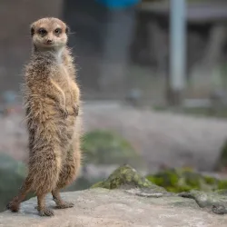 Kaiserslautern Zoo (Zoo Kaiserslautern) - Kaiserslautern