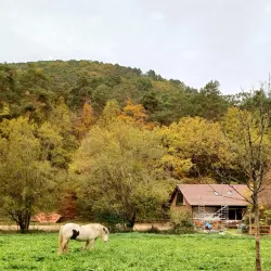 Palatinate Forest Nature Park (Naturpark Pfälzerwald) - Kaiserslautern