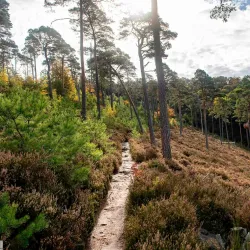 Palatinate Forest Nature Park (Naturpark Pfälzerwald) - Kaiserslautern