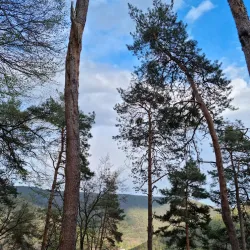 Palatinate Forest Nature Park (Naturpark Pfälzerwald) - Kaiserslautern