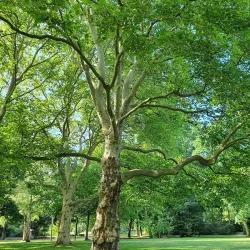 Volkspark Kaiserslautern - Kaiserslautern
