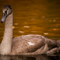 Volkspark Kaiserslautern - Kaiserslautern