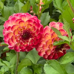 Botanical Garden Karlsruhe (Botanischer Garten Karlsruhe) - Karlsruhe