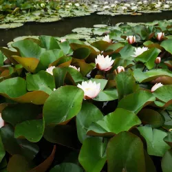 Schlossgarten Karlsruhe - Karlsruhe