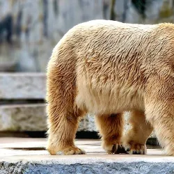 Zoological Garden Karlsruhe (Zoo Karlsruhe) - Karlsruhe