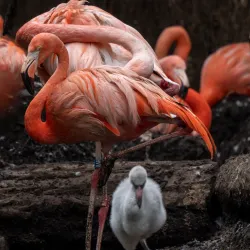 Zoological Garden Karlsruhe (Zoo Karlsruhe) - Karlsruhe
