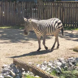 Zoological Garden Karlsruhe (Zoo Karlsruhe) - Karlsruhe