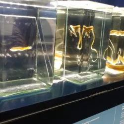 Aquarium GEOMAR - Kiel