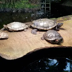 Kiel Botanical Gardens (Botanischer Garten Kiel) - Kiel