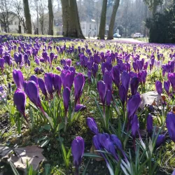 Jan van Goyen Park - Kleve