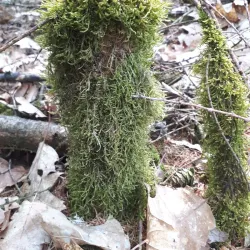 Klever Reichswald (Imperial Forest) - Kleve