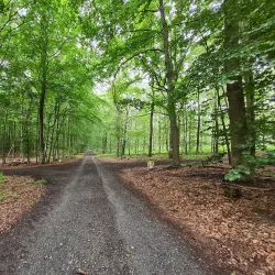 Klever Reichswald (Imperial Forest) - Kleve