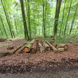 Klever Reichswald (Imperial Forest) - Kleve