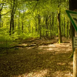 Klever Reichswald (Imperial Forest) - Kleve