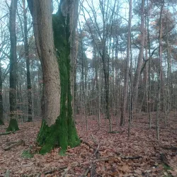 Klever Reichswald (Imperial Forest) - Kleve