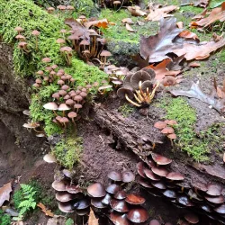 Klever Reichswald (Imperial Forest) - Kleve