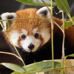 Tiergarten Kleve (Kleve Zoo) - Kleve