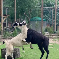 Tiergarten Kleve (Kleve Zoo) - Kleve