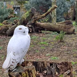 Tiergarten Kleve (Kleve Zoo) - Kleve